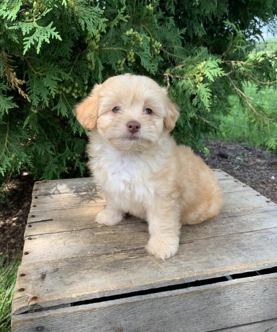 Shih-poo puppies ready for adoption Image eClassifieds4u