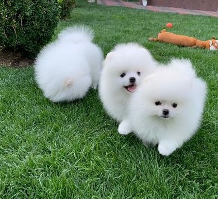 White Fluffy Male and female Pomeranian Puppies Image eClassifieds4u