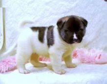 Adorable Akita Puppies for Adoption