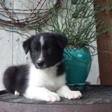 Border Collie puppies