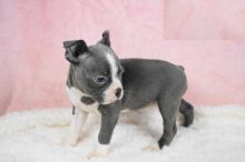 Boston Terrier puppies