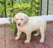 CBCA Labrador Retriever puppies