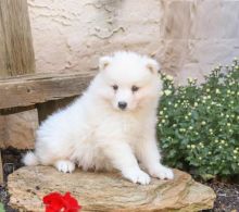 CBCA Samoyed puppies