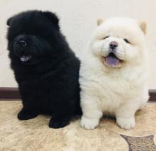 Ckc registered Chow Chow puppies.