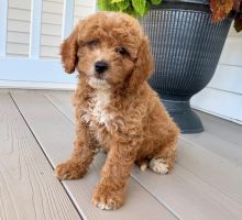 Co.ckapoo puppies