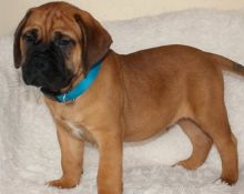 Gorgeous Bullmastiff Puppies.