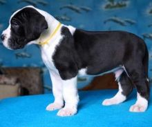 Great Dane Puppies with great personalities