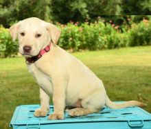 Labrador Retriever puppies for adoption