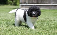 male and female newfoundland puppies
