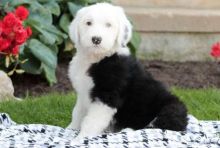 Old english sheepdog puppies ready