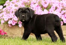 Vet checked cane corso puppies