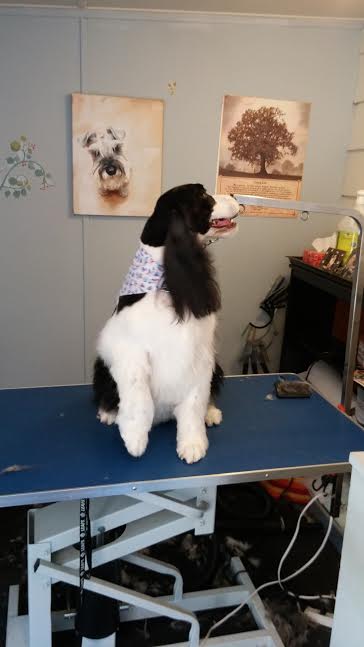 Bandana's Pet Grooming Image eClassifieds4u