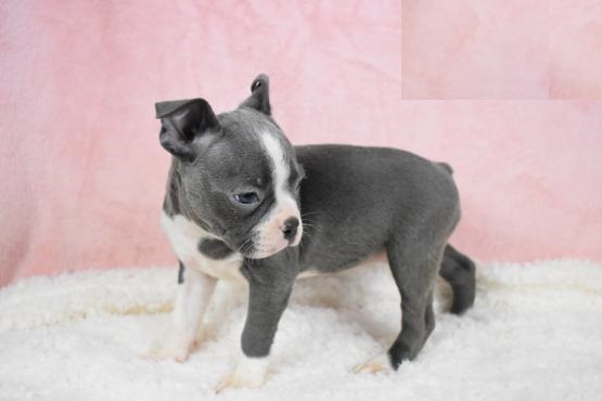 Boston Terrier puppies Image eClassifieds4u