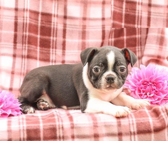 CBCA Boston Terrier puppies Image eClassifieds4u