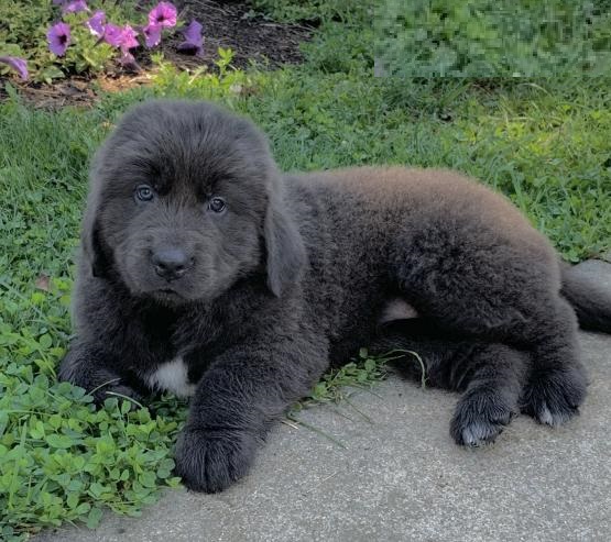 CBCA Newfoundland puppies Image eClassifieds4u
