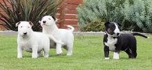Exceptional Bull Terrier puppies. Image eClassifieds4u