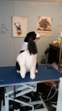 Bandana's Pet Grooming Image eClassifieds4u 3