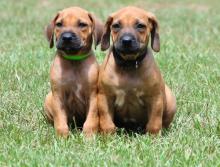 Quality Rhodesian Ridgebeck puppies for adoption Image eClassifieds4U