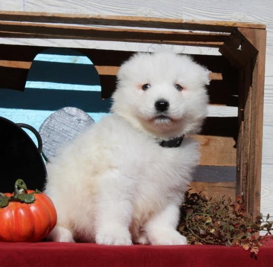 Samoyed puppies, (boy and girl) Image eClassifieds4u
