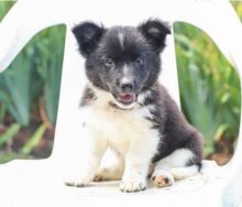 Border Collie puppies, (boy and girl)