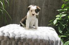 Border Collie puppies for adoption