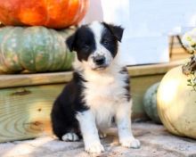 Border Collies,2 left.