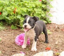 Boston Terriers,2 left.