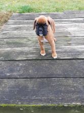 Boxer,2 left.