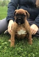 Boxer puppies