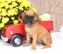 Boxer puppies, (boy and girl)