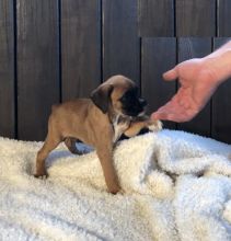 Boxer puppies for adoption