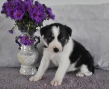 CBCA Border Collie puppies