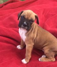 CBCA Boxer puppies