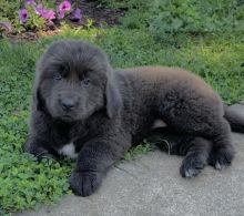 CBCA Newfoundland puppies