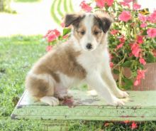 CBCA Sheltie puppies