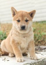 CBCA Shiba Inu puppies