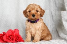 Co.ckapoo puppies, (boy and girl)