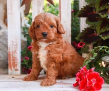 Co.ckapoo puppies, (boy and girl)