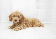 Co.ckapoo puppies for adoption