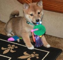 Fanciful Shiba Inu Puppies READY FOR ADOPTION