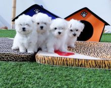 Fluffy White Maltese puppies