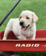 Labrador Retriever puppies