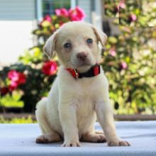 Labrador Retriever puppies, (boy and girl)