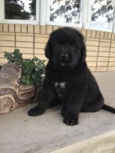 Newfoundland puppies for adoption