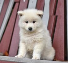 Samoyed puppies