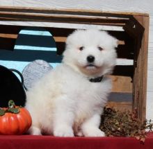 Samoyed puppies, (boy and girl)