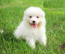 Samoyed puppies for adoption