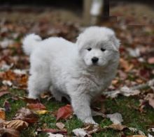 Samoyeds,2 left.