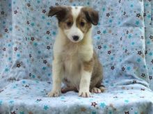 Sheltie puppies