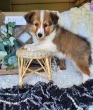 Sheltie puppies for adoption